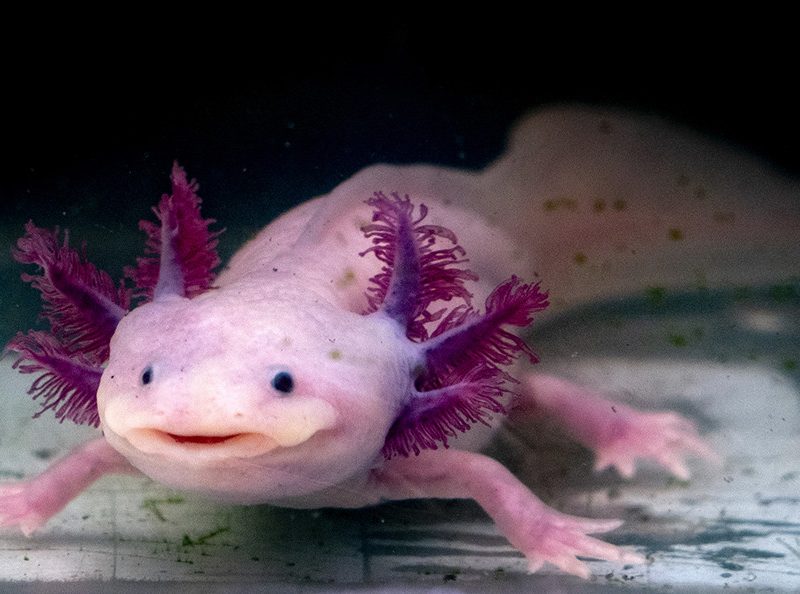 axolotl mexican salamander portrait underwater while looking at you